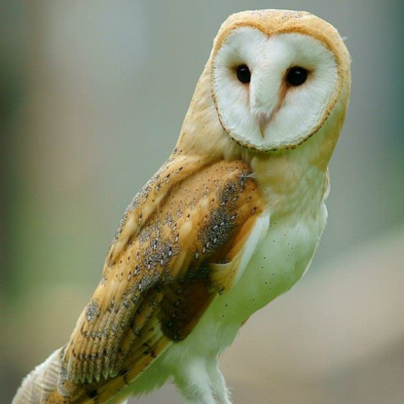 Farming with Wildlife 19th April