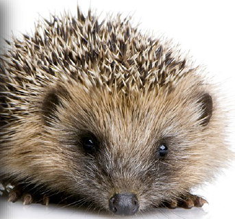 Help a Hedgehog