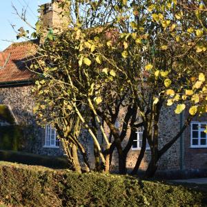 The Street Cottage 11 2023