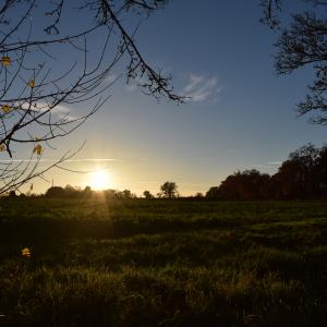 Field Sunset 11 2023